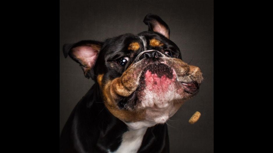Fotos divertidas virales de perros atrapando su comida (@fotosfreischnauze en Instagram)