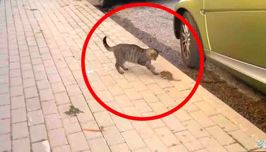 Este ratón se armó de valor para enfrentar y vencer a un feroz gato que estaba por comérselo. | Facebook