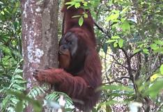 ¡Descubrimiento sorprendente! Orangután fabrica ungüento para curarse herida