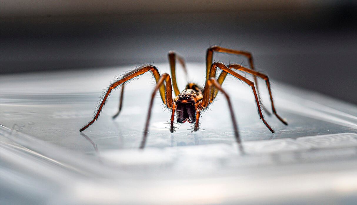 Una araña gigante invade una casa en Australia aterrorizando a la propietaria. Las fotos son viral en redes sociales. (Pixabay)