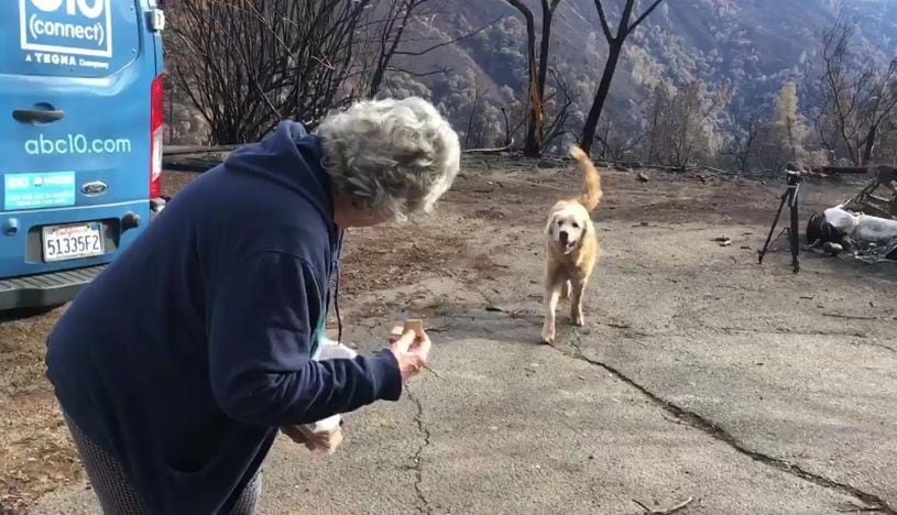 El conmovedor reencuentro entre una pareja y su perro tras el incendio en California. (Foto: AP).