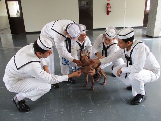 Perro sin pelo del Perú se convierte en mascota de Batallón Angamos de la Escuela Naval.