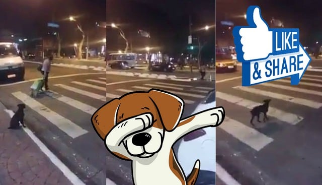 Facebook viral: Perrito enseña la importancia de respetar el cambio de luz en el semáforo para cruzar en Brasil