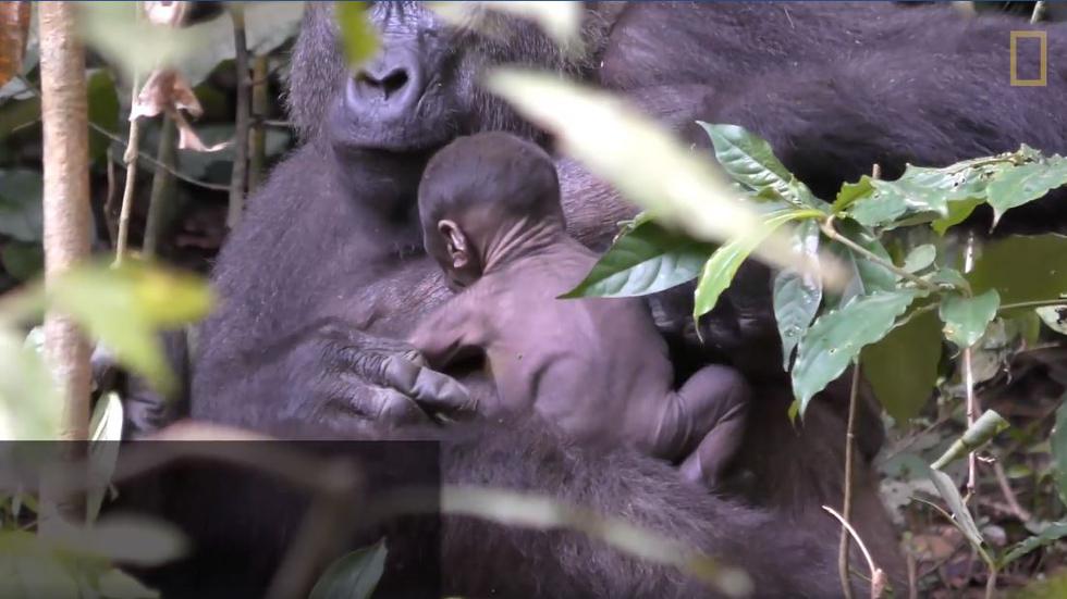 Gorila recién nacido en el Congo