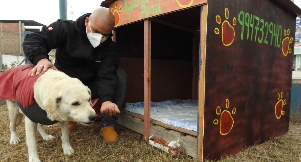 Joven fabrica casitas para perritos callejeros en Villa María del Triunfo