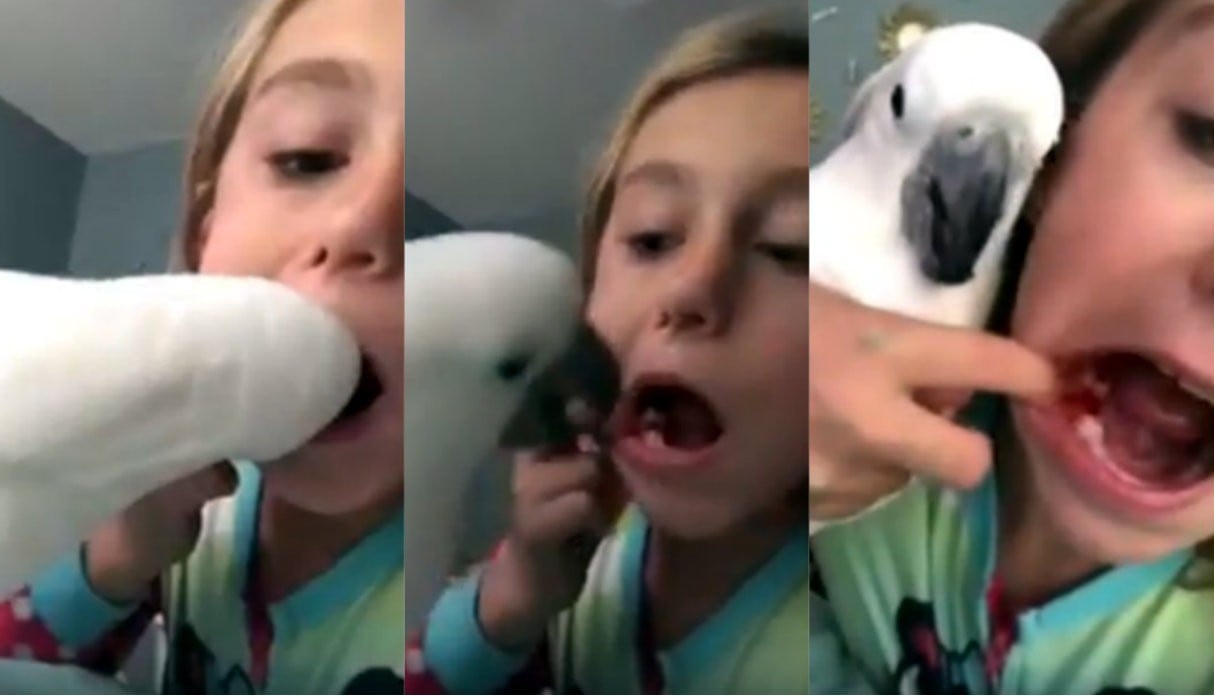 Cacatúa ayuda a niñita a sacarse un diente de leche