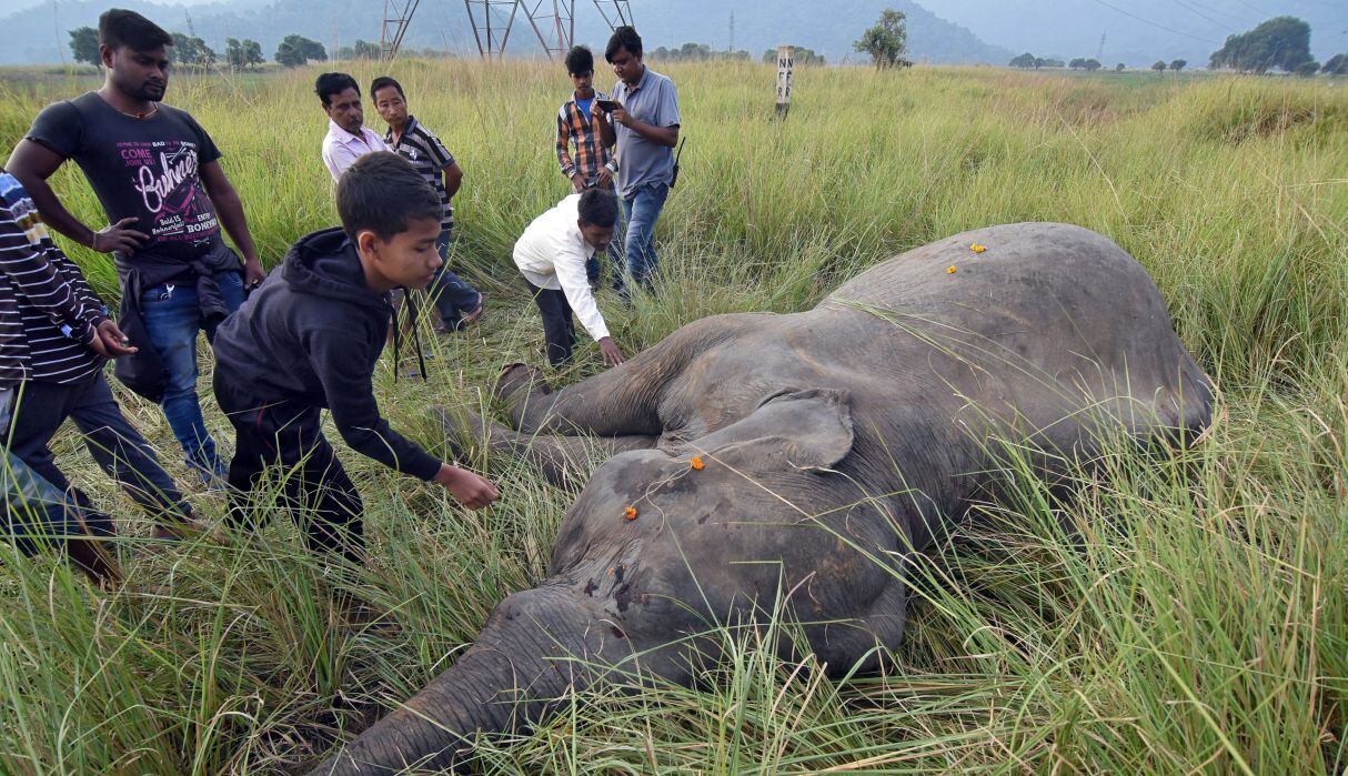 Tren mata a dos elefantes en India. Foto: Reuters