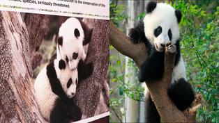 Parejas de pandas gigantes iniciaron su viaje desde China a España | VIDEO