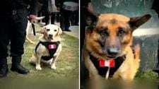 Emotivo retiro de dos perritos policías tras ocho años de servicio