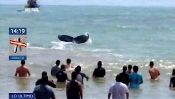 Esfuerzo conjunto de autoridades, pescadores, turistas y pobladores ayudaron a que la ballena retorne al mar. (Captura: Canal N)