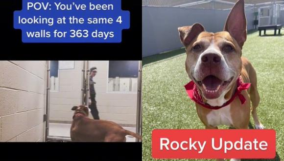Rocky, tras un año viviendo en un refugio de la Sociedad Protectora de Animales de Indiana, consiguió un nuevo hogar. (Foto: @hamiltonhumane/composición)