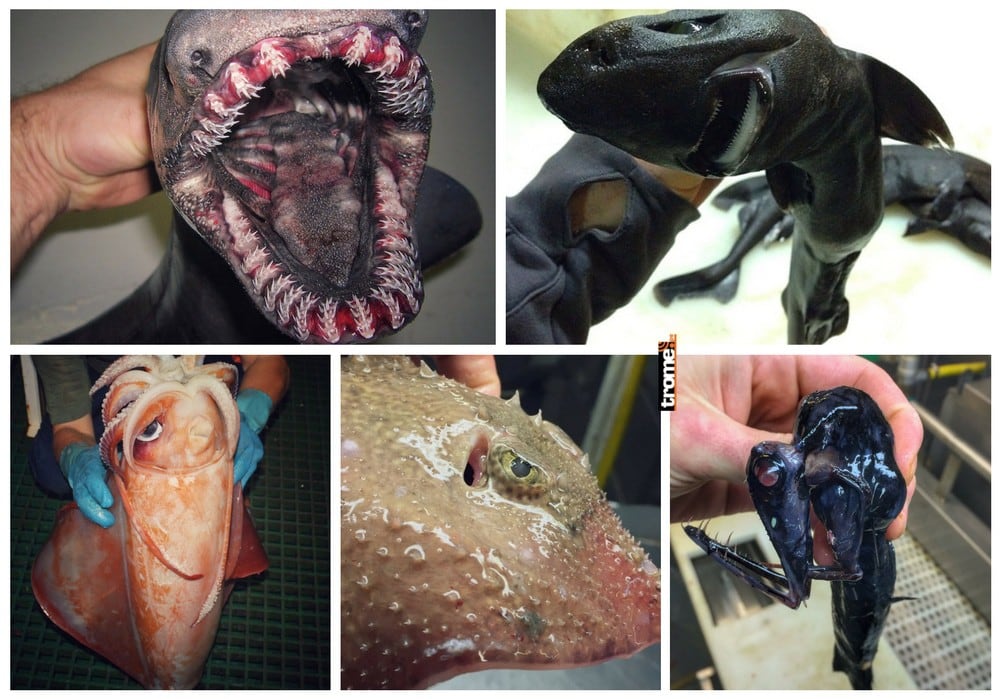 Animales de las profundidades del mar. No, no son bestias de una película de monstruos ni seres creados en Photoshop.