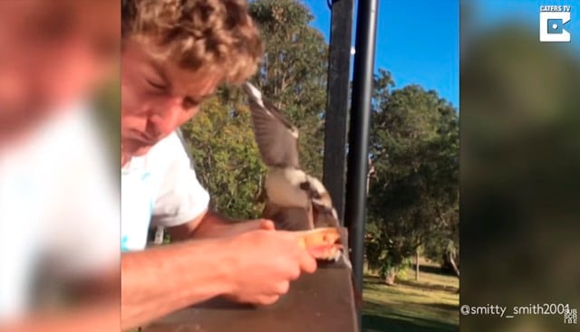 Pájaro casi le robó su desayuno a un hombre en Australia y todo quedó registrado en video. (YouTube | Caters Clips)