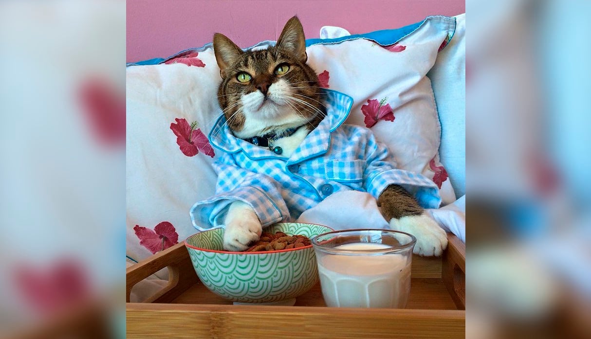 La imagen del gatito en pijama pertenece a una cuenta de Instagram. (Instagram | my_furry_babies)<br><br>