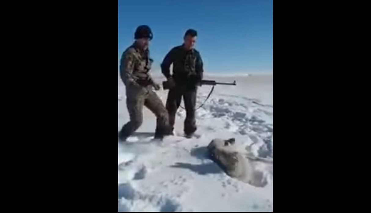 Lobo atacó a su cazador.