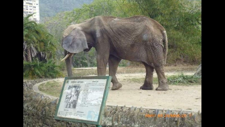 La triste situación de 'Ruperta' en zoológico de Venezuela.