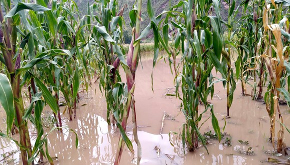 Varias hectáreas de cultivos de maíz y fresas quedaron inundadas por el desborde del río Vilcanota. La agricultura es la única fuente de ingresos de los habitantes del sector (Foto: Juan Sequeiros)