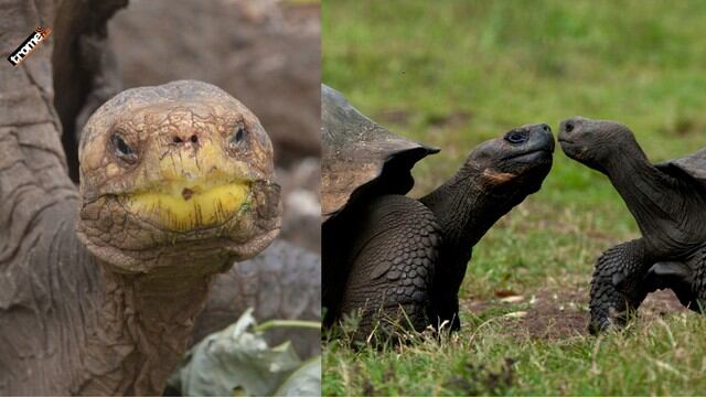 Diego es el nombre de la tortuga que contribuyó con creces a recuperar su especie. (Fotos: AFP)