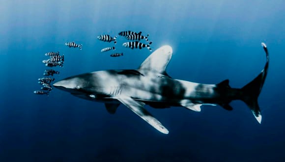 La investigación asegura que los tiburones dormirían por cortos periodos de 5 minutos, enterrando una antigua teoría. | Foto: pexels