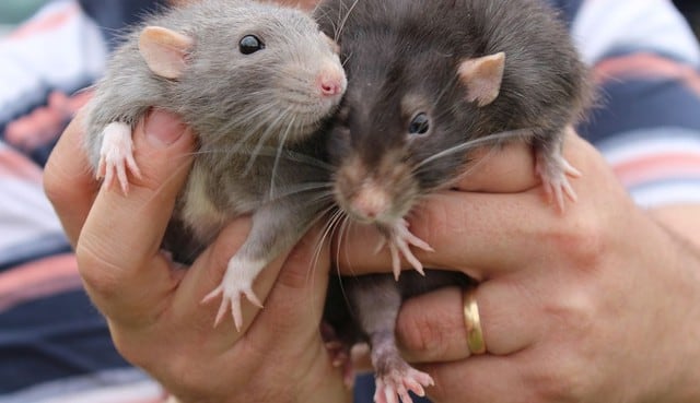 Polémica por post de defiende a las ratas